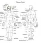 Diagram showing the location of Marma points on the human body. The points are marked across both the front and back view, highlighting key areas used in Marma massage for therapeutic purposes.