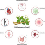 Ashwagandha Benefits: Unlock the Full Potential of This Ancient Herb