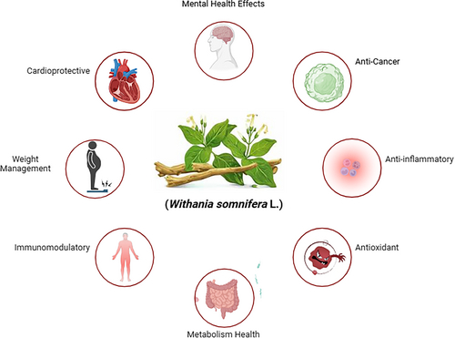 Ashwagandha Benefits: Unlock the Full Potential of This Ancient Herb