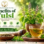 Benefits of Tulsi, Ayurvedic wellness, Tulsi tea, traditional uses, and natural health benefits.